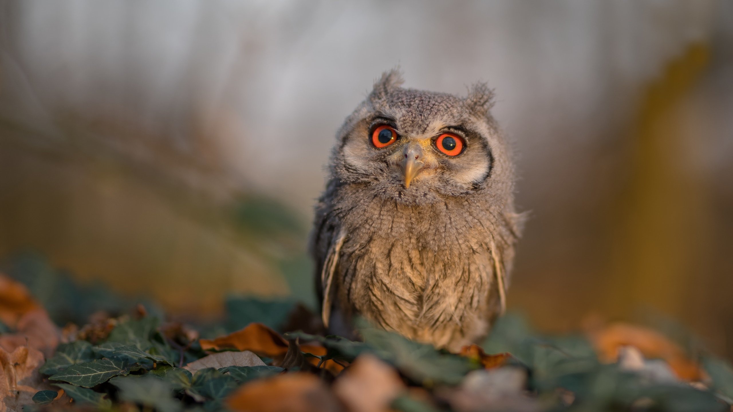 曼联登顶积分榜英超联赛,2021曼联积分