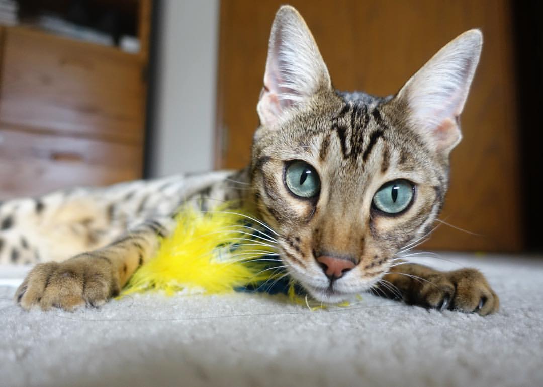 欧洲杯终极对决:高潮不断,激情澎湃!,欧洲杯精彩集锦