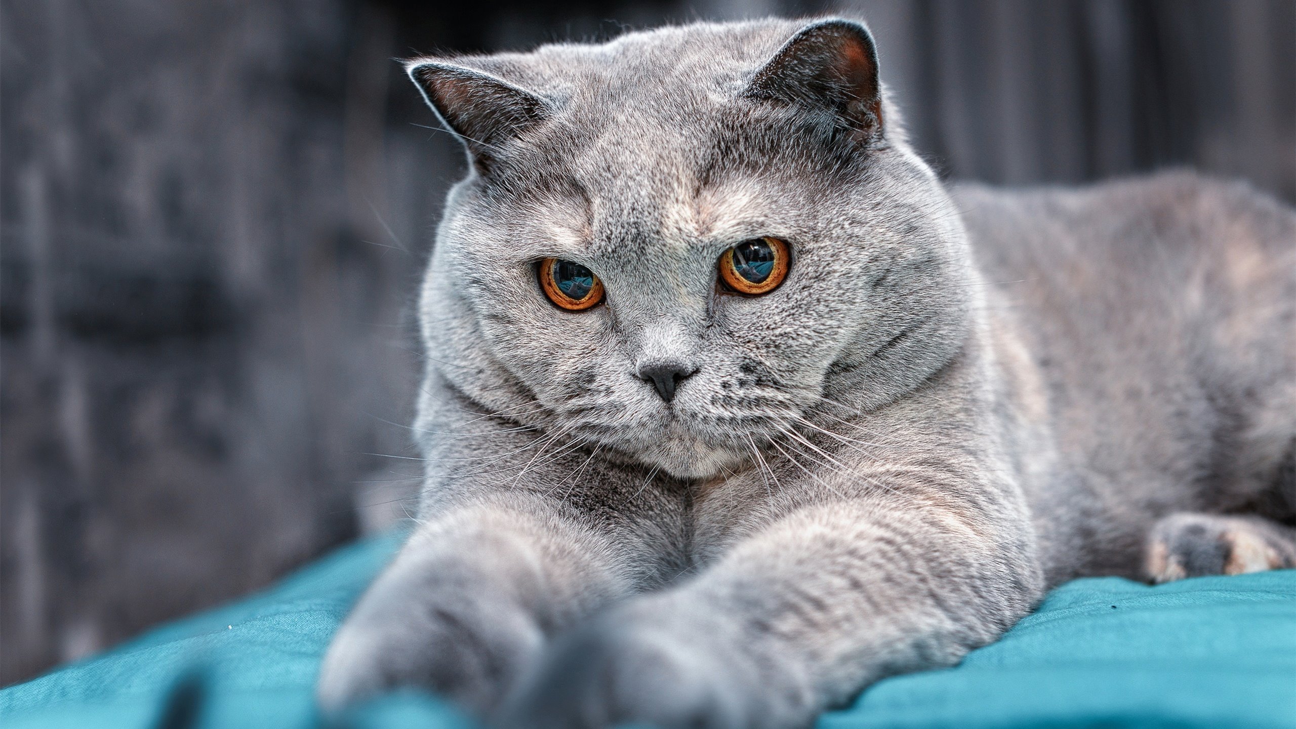 开云官网-澳大利亚袋鼠队的传球和接球配合，如行云流水，袋鼠传球怎么玩