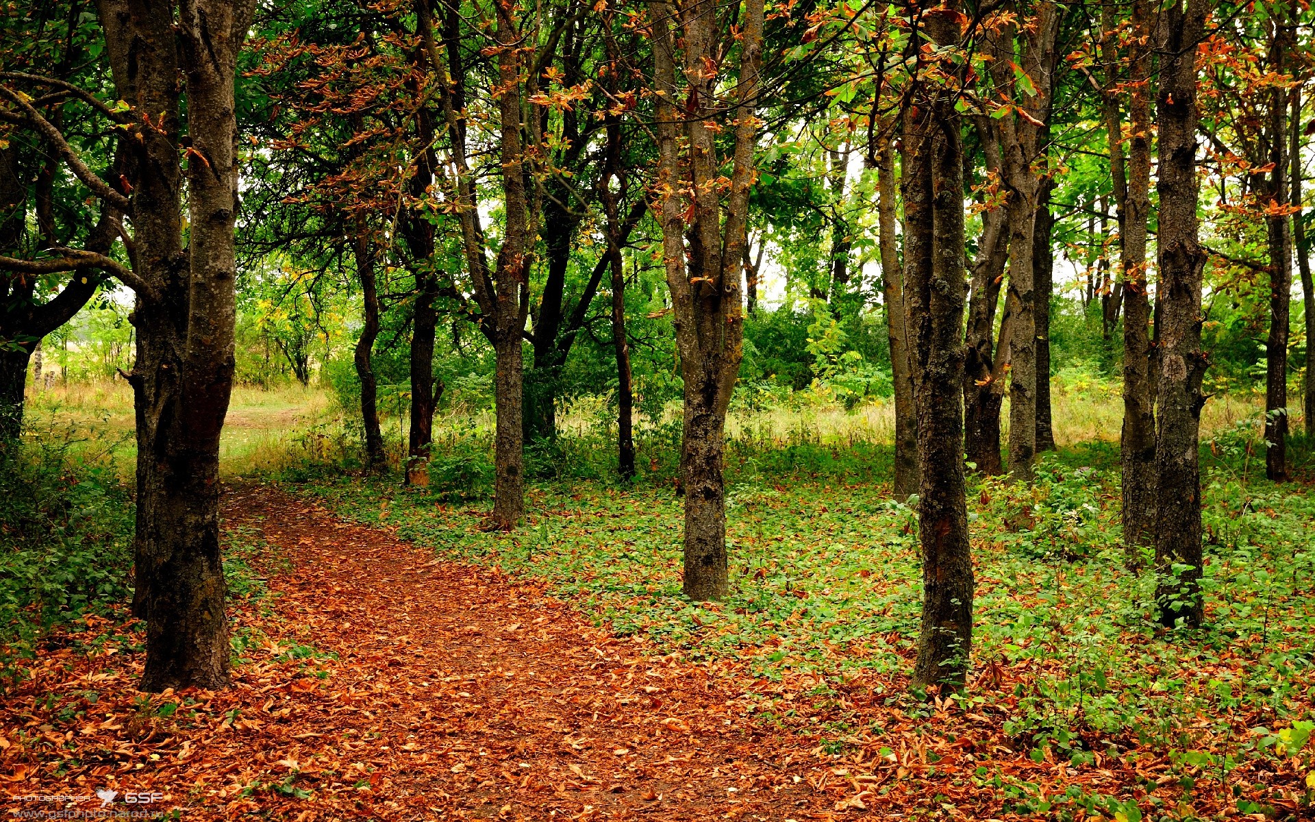 开云中国-澳大利亚队稳步提升成绩赢得掌声，澳大利亚队战绩