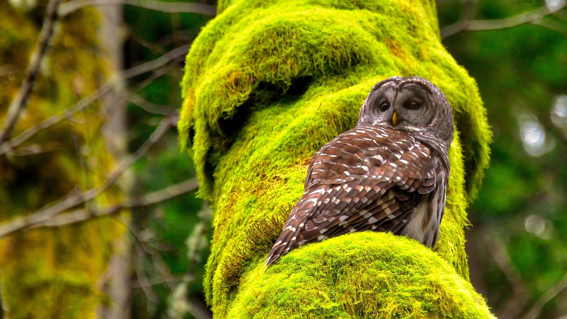 Kaiyun官方登录入口-爵士轮换阵容合理主力体能保持良好，爵士队的阵容